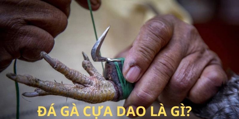 da ga cua dao 66179a6f343ce